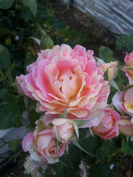  - Rose des Cisterciens