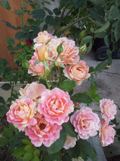  - Rose des Cisterciens
