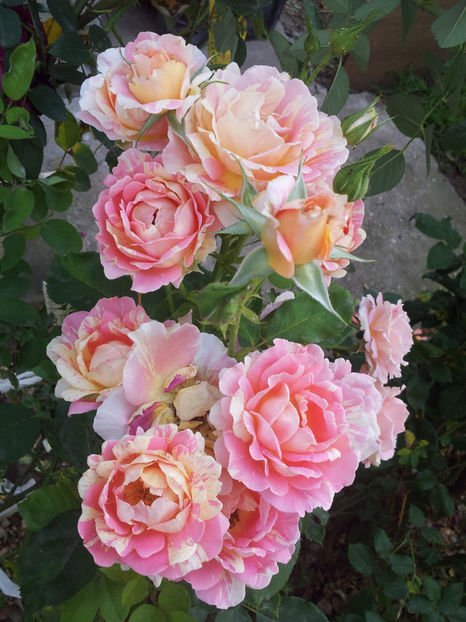  - Rose des Cisterciens
