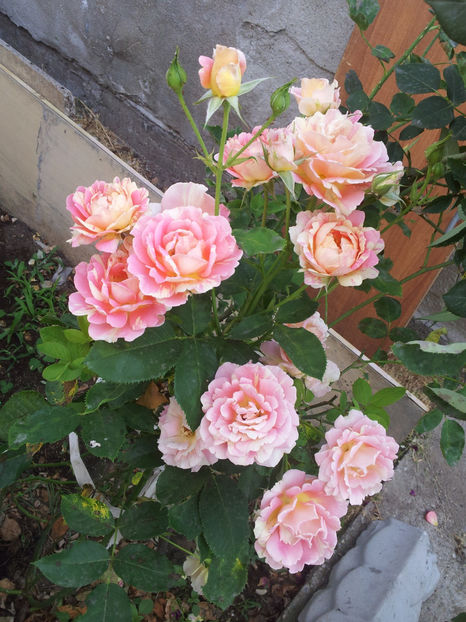  - Rose des Cisterciens