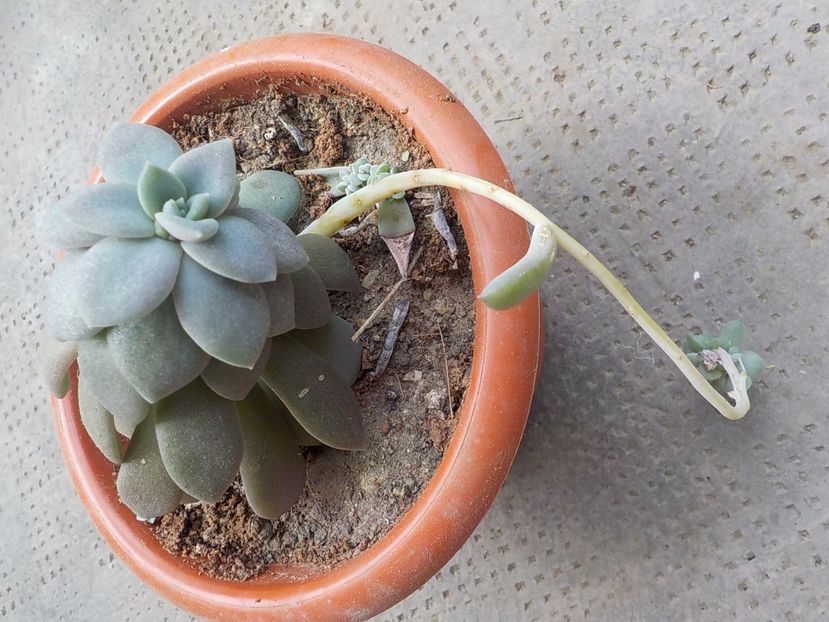  - Genul Graptopetalum