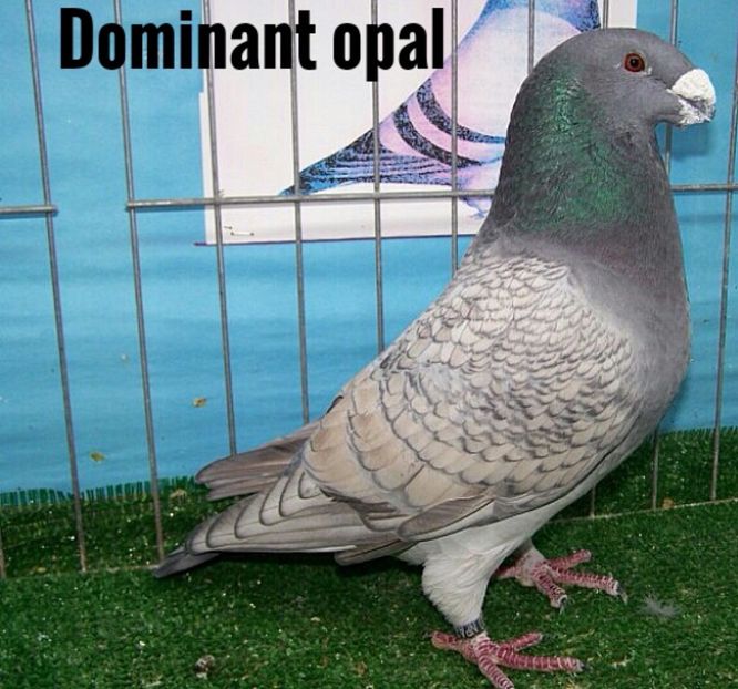 8 Opal Dominant - A3 CULORII ȘHOW RACER STANDARD