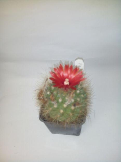 parodia penicilata - Cactusi noi in colectia mea