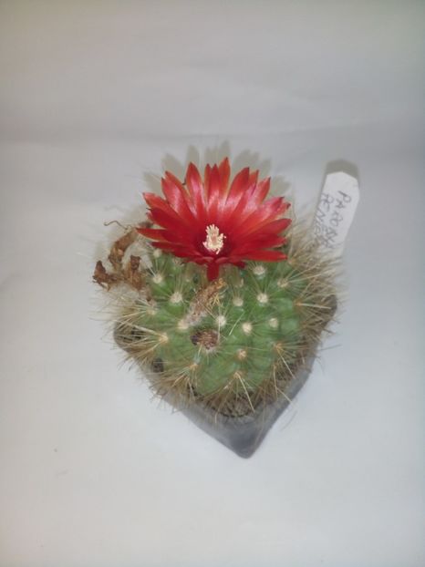  - Cactusi noi in colectia mea