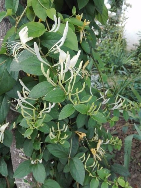  - lonicera