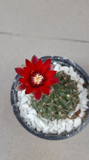  - Gymnocalycium baldianum