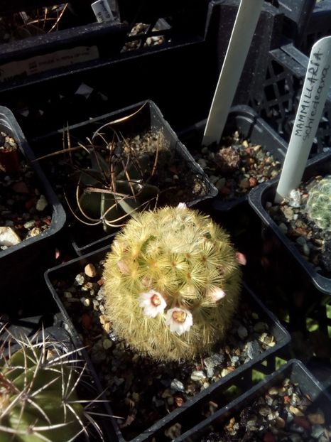 mammilaria carmenae - Cactusi noi in colectia mea