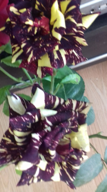 HOCUS POCUS - TRANDAFIRI