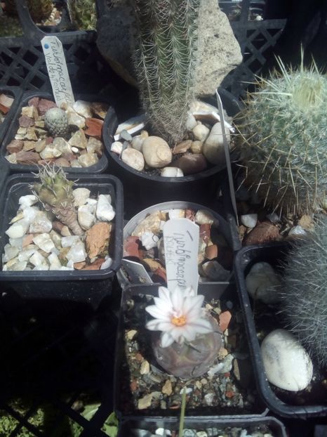 turbinicarpus polanski - Cactusi noi in colectia mea