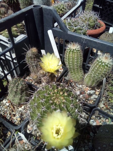 lobivia aurea - Cactusi noi in colectia mea
