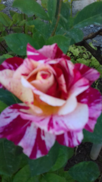 BROCELIANTE - TRANDAFIRI