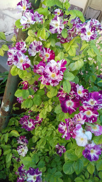 WOW sau purple splash - TRANDAFIRI