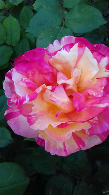 VARIEGATA DI BARNI - TRANDAFIRI