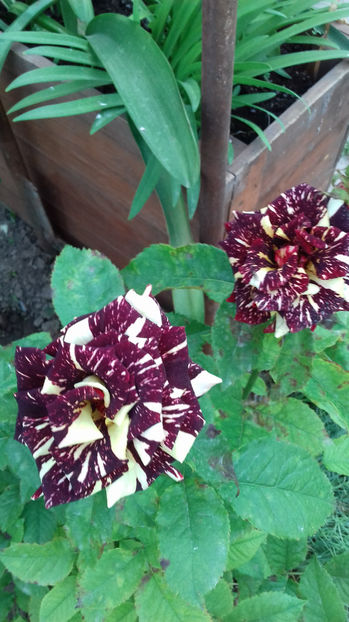 HOCUS POCUS - TRANDAFIRI