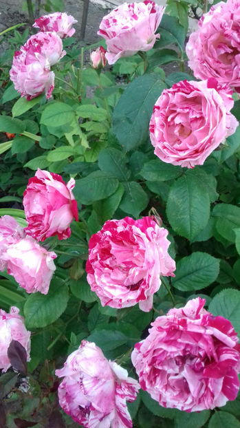 INES SASTRE - TRANDAFIRI