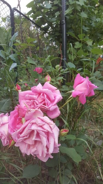  - TRANDAFIRI la tara