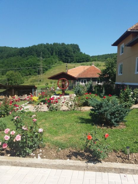 poze 041 - Adaposturi