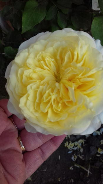 PINGRIM - TRANDAFIRI