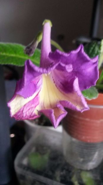  - streptocarpusi 2017