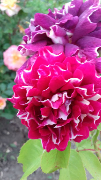 roger lambelin - TRANDAFIRI