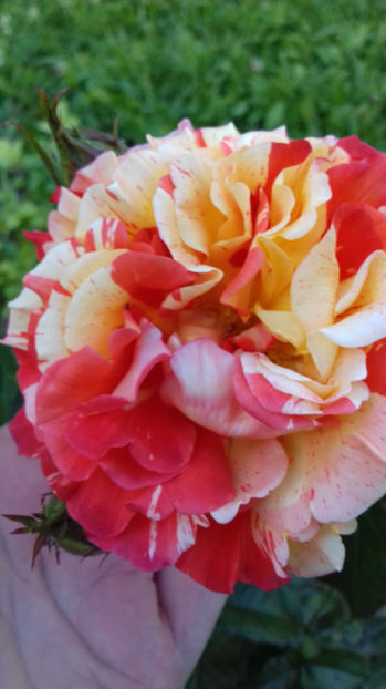 catarator - TRANDAFIRI