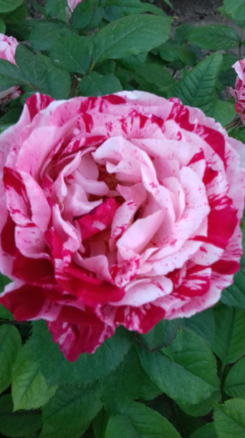 New Imagine - TRANDAFIRI