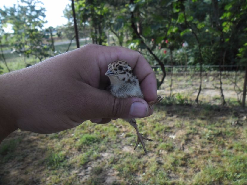 SAM_0076 - POTARNICHI COMUNE PERDIX PERDIX