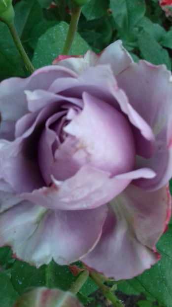 novalis - TRANDAFIRI