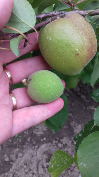  - CAIS VIORICA DIFERENTA