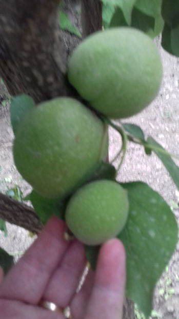  - CAIS VIORICA DIFERENTA