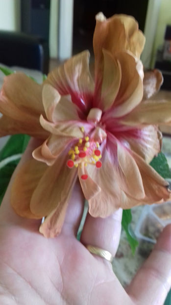 BRANDON STRATTON - HIBISCUS