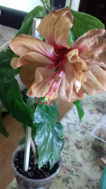 BRANDON STRATTON - HIBISCUS