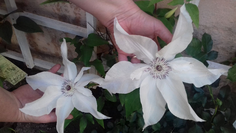  - CLEMATIS