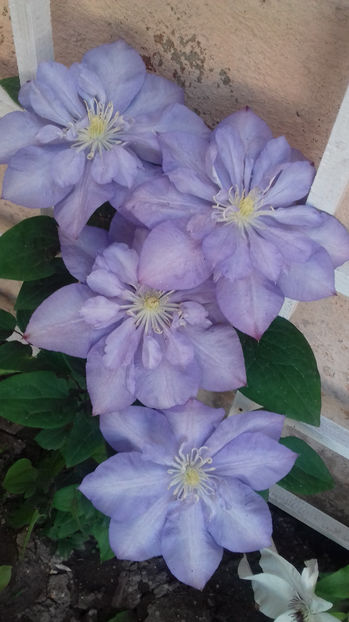  - CLEMATIS