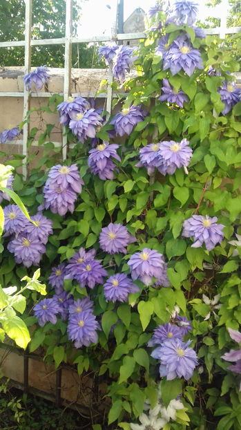  - CLEMATIS