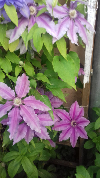  - CLEMATIS