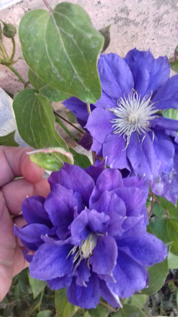  - CLEMATIS