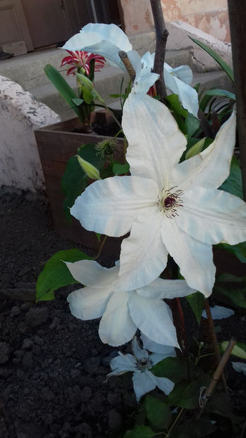  - CLEMATIS
