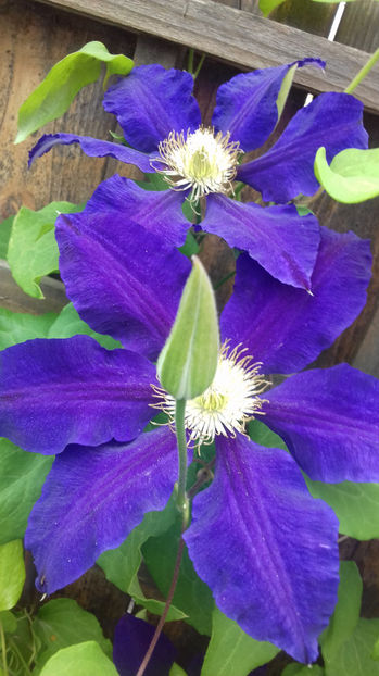  - CLEMATIS