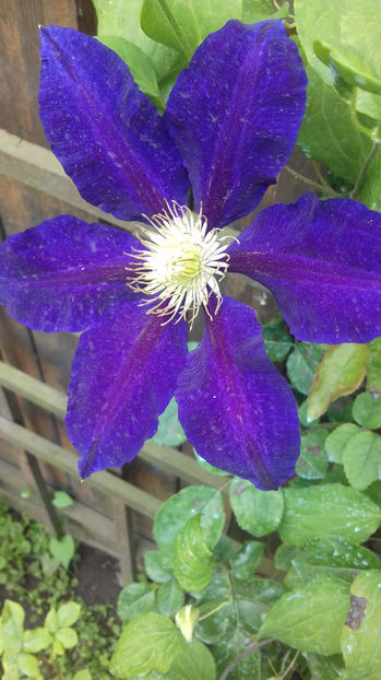  - CLEMATIS