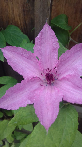  - CLEMATIS