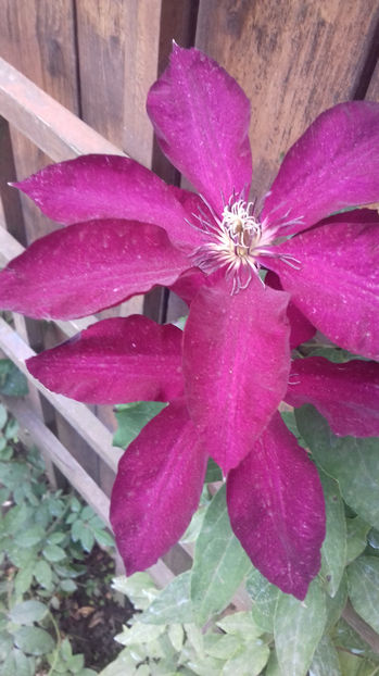 - CLEMATIS