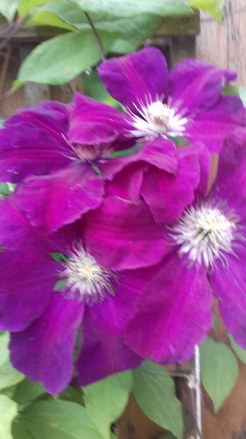  - CLEMATIS
