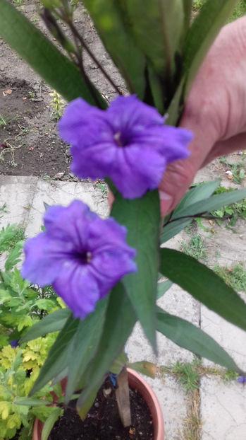 RUELLIA BRITONIANA sau PETUNIA MEXICANA - RUELLIA BRITONIANA sau PETUNIA MEXICANA