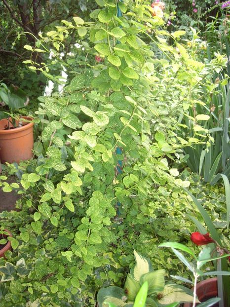 IMGP0859 - Trandafiri si peisaje 2017 -2