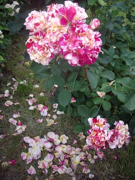 IMGP0905 - Trandafiri si peisaje 2017 -2