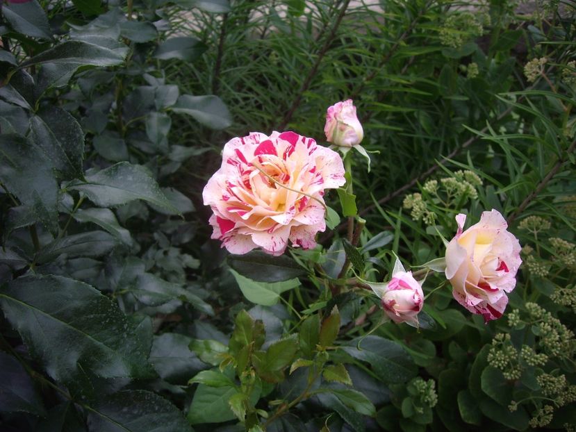 Rose de Cisterciens - Trandafiri si peisaje 2017 -2