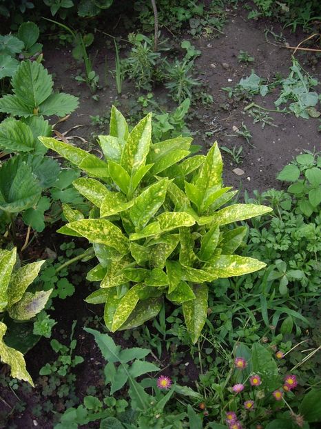 IMGP0916 - Trandafiri si peisaje 2017 -2