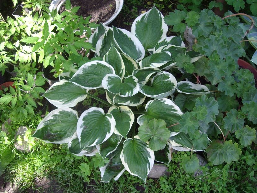 IMGP0958 - hosta- 2014 -2017