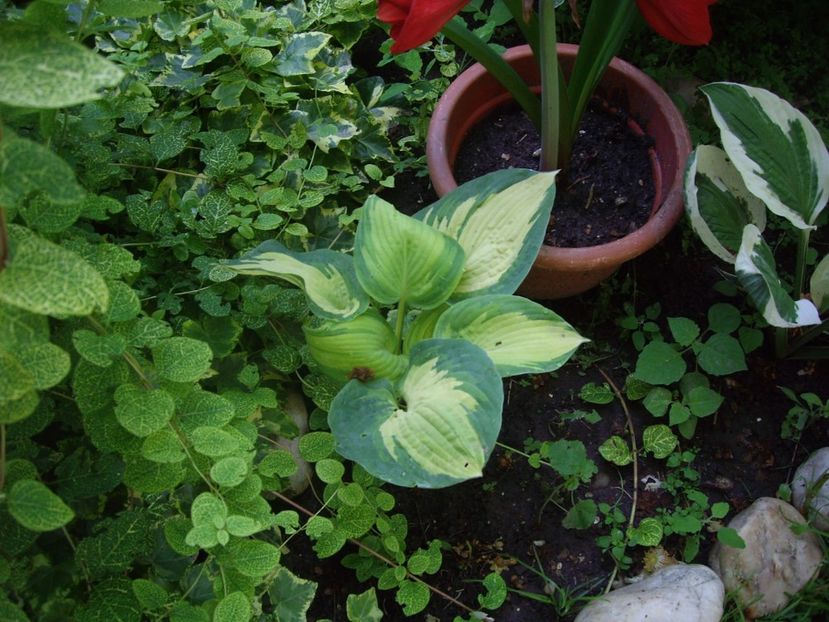 IMGP0961 - hosta- 2014 -2017